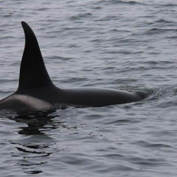a dolphin jumping out of the water