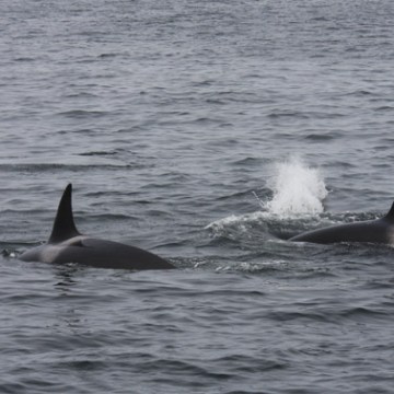a dolphin swimming in a body of water