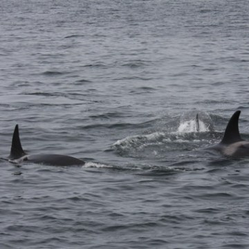 a whale swimming in a body of water