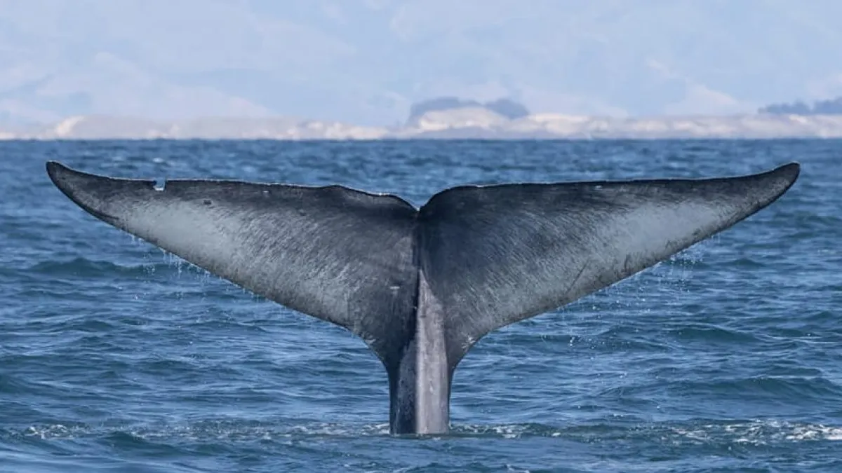 a whale jumping out of the water