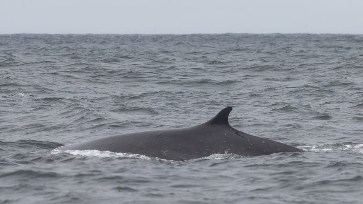 a whale jumping out of the water