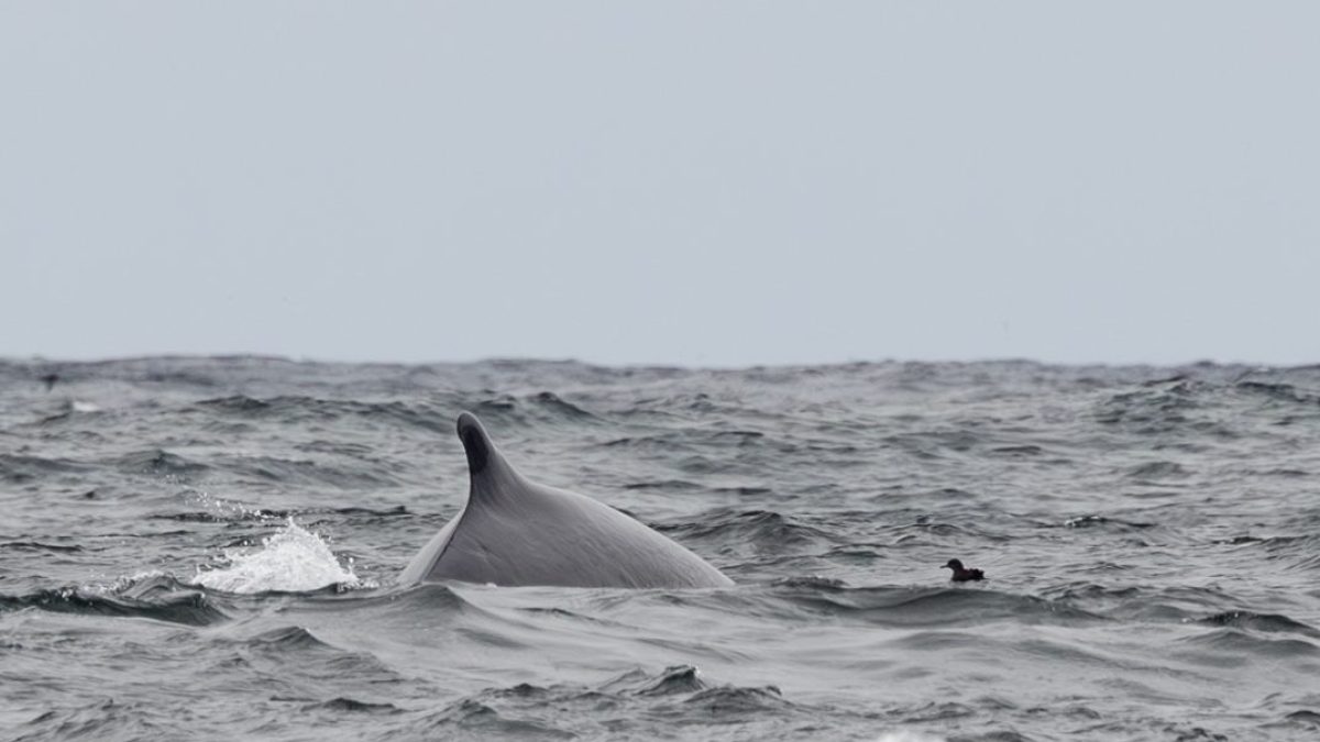 a man riding a wave on a surfboard in the ocean