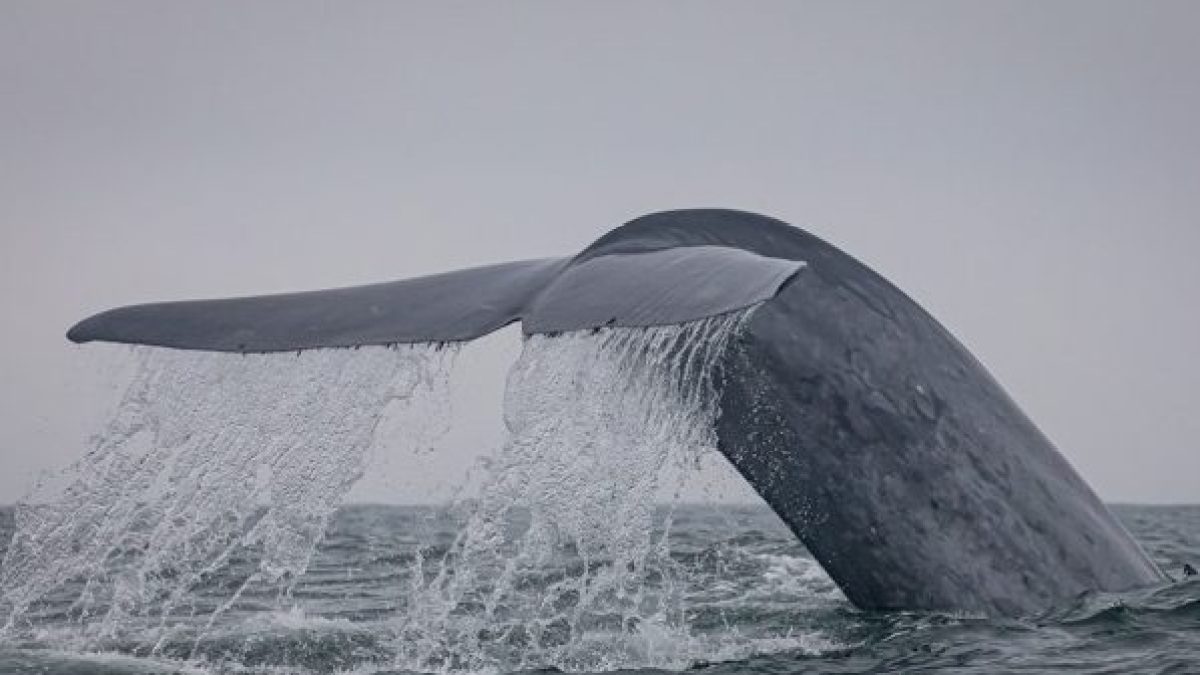 a whale jumping out of the water