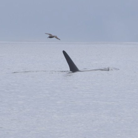 a bird flying over a body of water