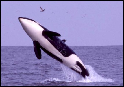 a close up of a bird flying over a body of water