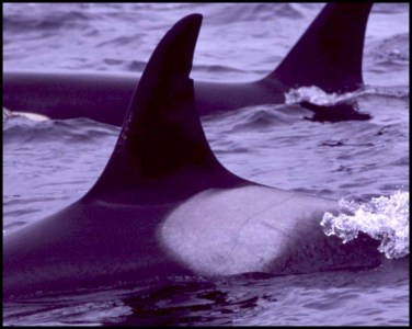 a dolphin jumping out of the water