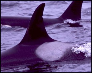 a dolphin jumping out of the water