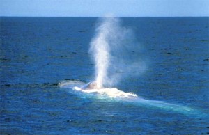 a body of water with smoke coming out of the ocean