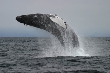 a whale jumping out of the water