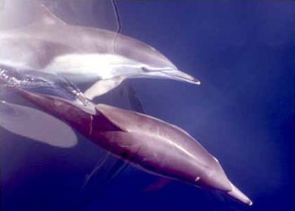 a bird sitting on top of a dolphin