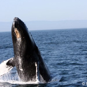 a whale swimming in a body of water