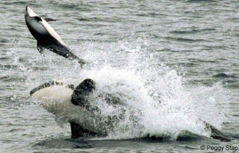 a person riding a wave on a surfboard in the water