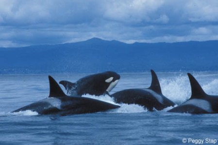 a dolphin jumping out of the water