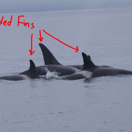 a whale swimming in a body of water