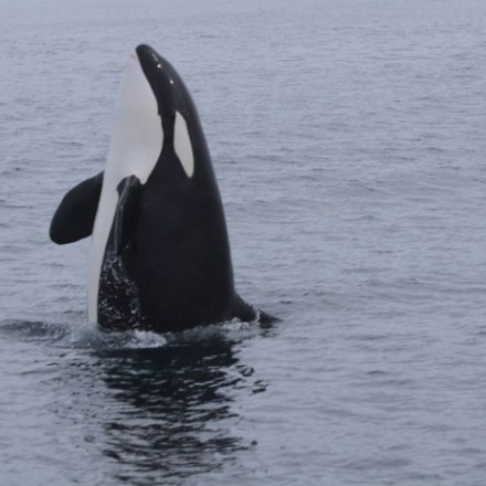a whale jumping out of the water