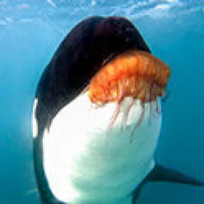 a fish swimming under water