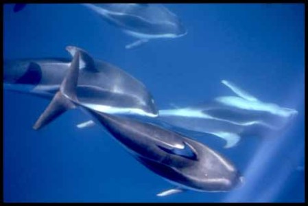 a fish swimming under water