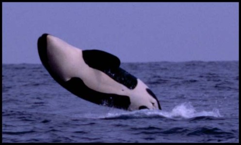 a bird flying over a body of water
