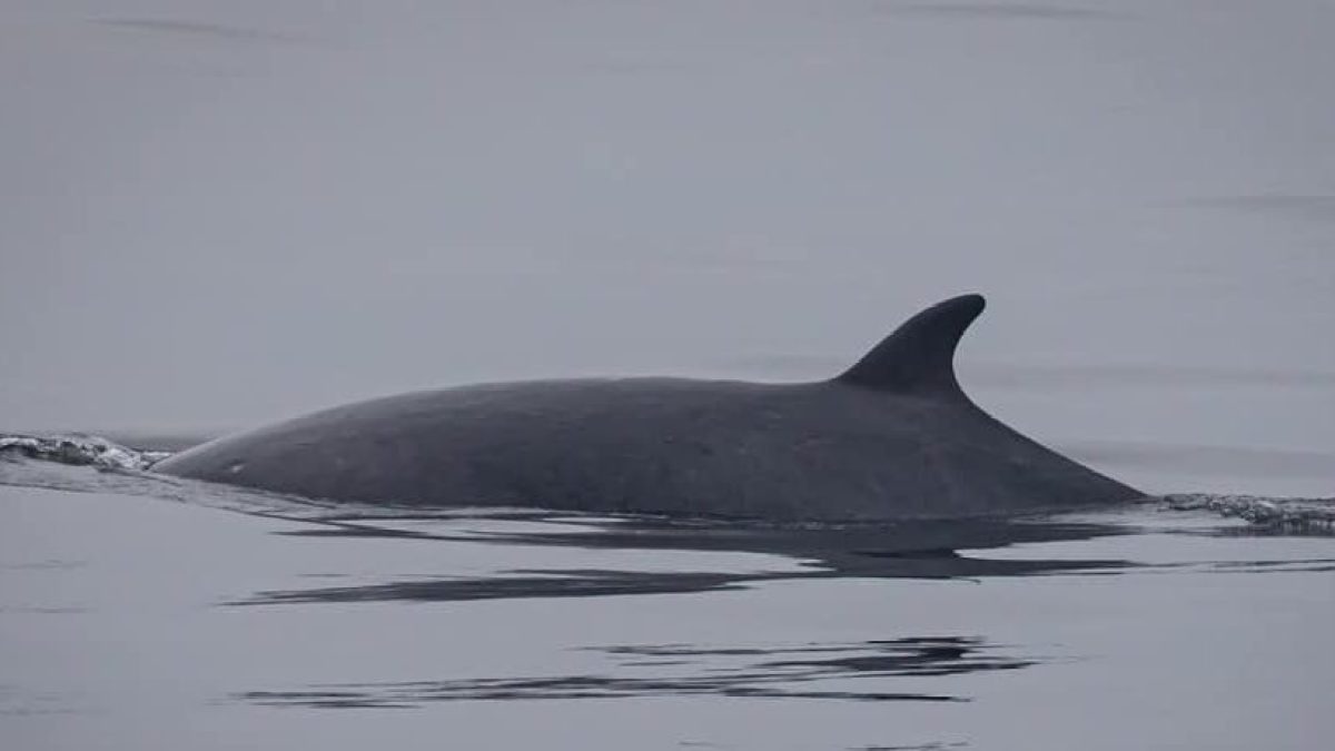 a whale swimming in a body of water