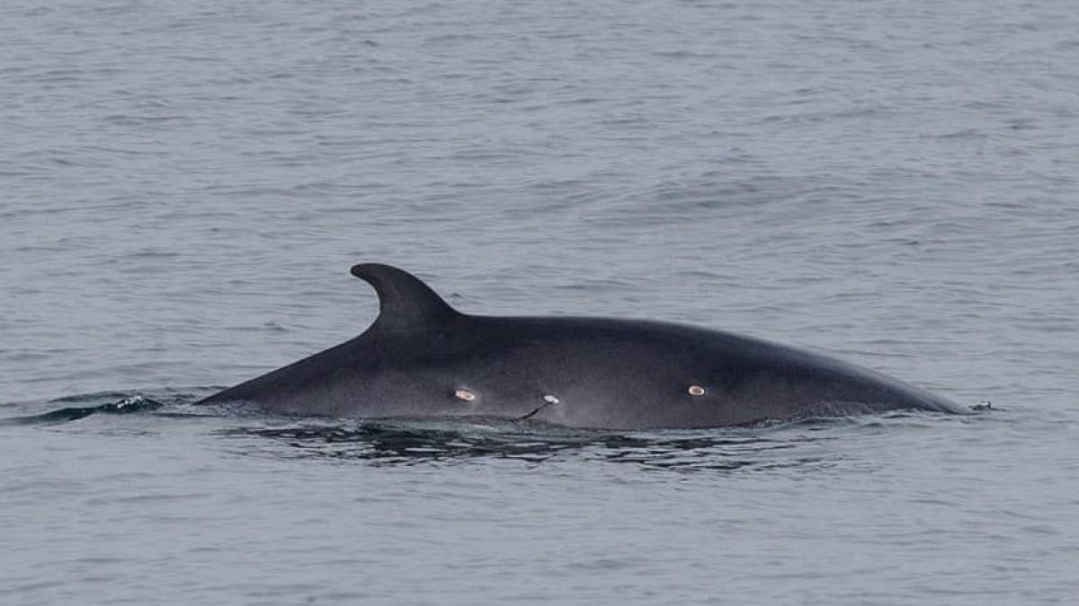 a whale swimming in a body of water