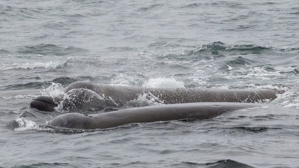 a whale jumping out of the water
