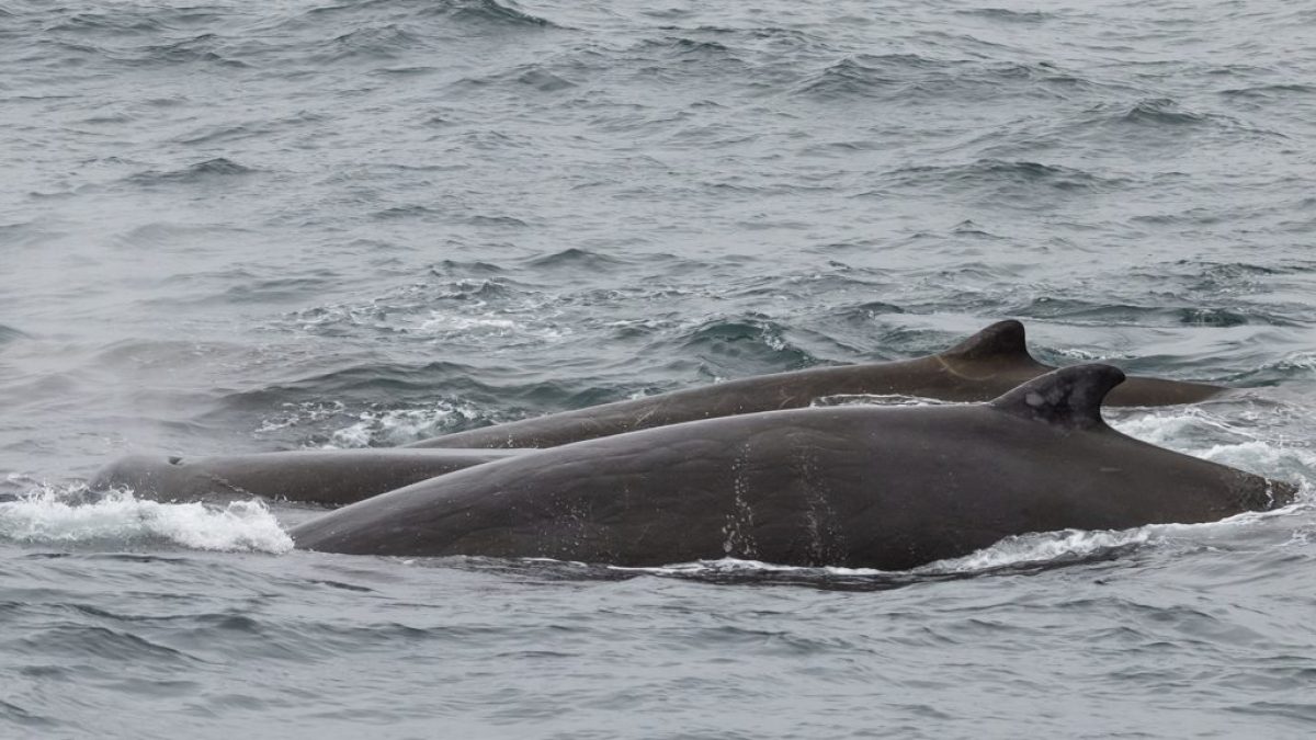 a whale jumping out of the water