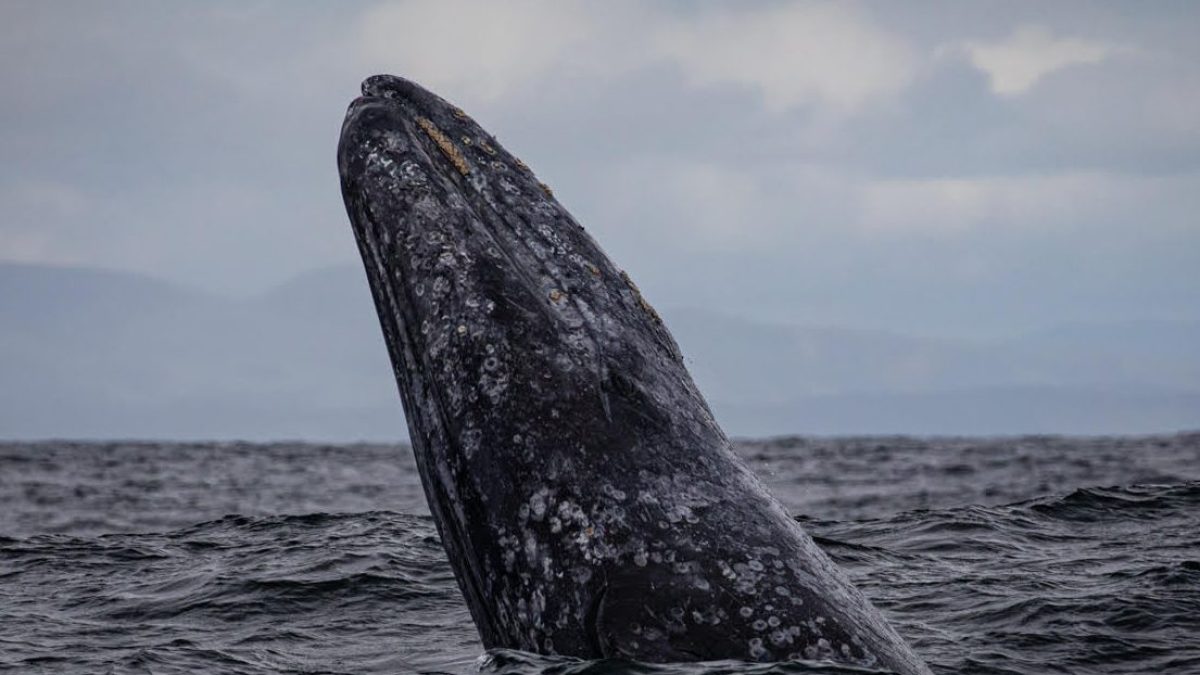 a whale jumping out of the water