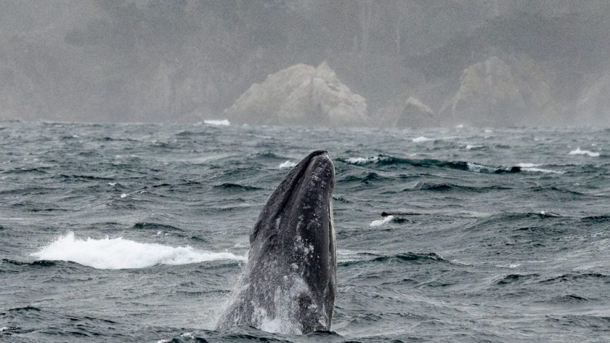a whale jumping out of the water