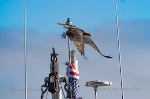 a group of people flying kites in the air