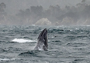 a whale jumping out of the water