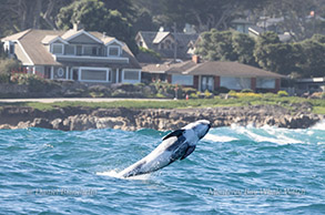 a man riding a surfboard in the water