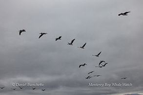 a flock of seagulls flying in the air