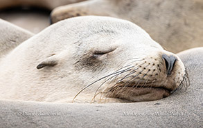 a close up of a seal lying on the ground