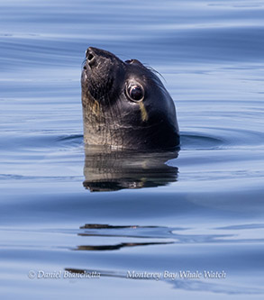 a seal swimming in a body of water