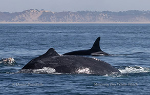 a whale jumping out of the water