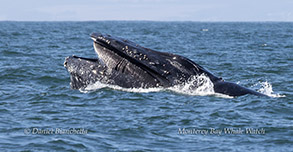 a whale jumping out of the water