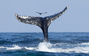a whale jumping out of the water