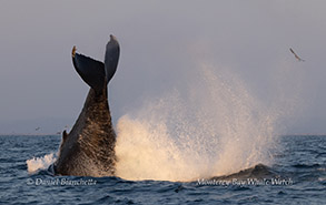 a bird flying over a body of water