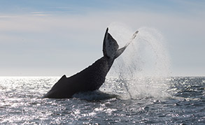 a whale jumping out of the water