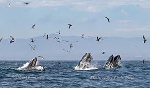 a flock of seagulls flying over a body of water