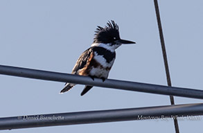 a bird sitting on a branch