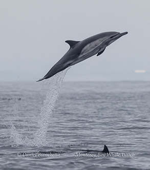 a whale jumping out of the water