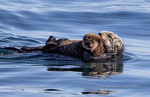 a dog swimming in a body of water