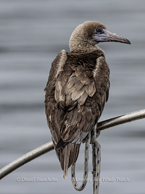 a close up of a bird