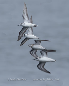 a flock of seagulls flying over a body of water