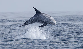 a bird flying over a body of water