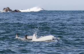 a dog swimming in a body of water
