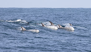 a whale jumping out of the water