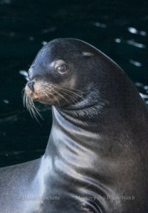 a close up of a seal