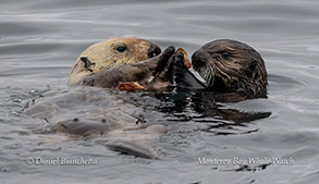 a bird swimming in water